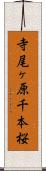 寺尾ヶ原千本桜 Scroll