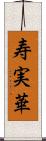 寿実華 Scroll