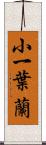 小一葉蘭 Scroll