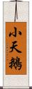 小天鵝 Scroll