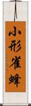 小形雀蜂 Scroll