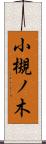 小槻ノ木 Scroll