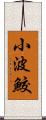 小波鮫 Scroll