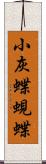 小灰蝶;蜆蝶 Scroll