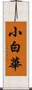 小白華 Scroll