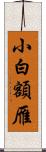 小白額雁 Scroll