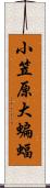 小笠原大蝙蝠 Scroll