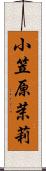 小笠原茉莉 Scroll