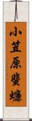 小笠原蜚蠊 Scroll