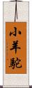 小羊駝 Scroll