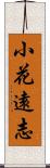 小花遠志 Scroll