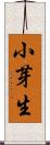 小芽生 Scroll