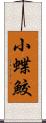 小蝶鮫 Scroll