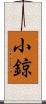 小鍄 Scroll