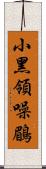 小黑領噪鶥 Scroll