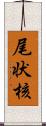 尾状核 Scroll