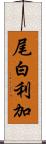 尾白利加 Scroll