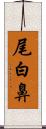 尾白鼻 Scroll