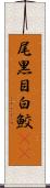 尾黒目白鮫(rK) Scroll