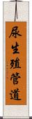 尿生殖管道 Scroll