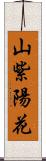 山紫陽花 Scroll