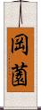 岡薗 Scroll