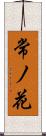 常ノ花 Scroll
