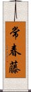 常春藤 Scroll