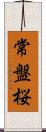 常盤桜 Scroll