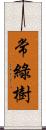 常綠樹 Scroll