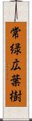 常緑広葉樹 Scroll