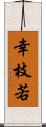 幸枝若 Scroll