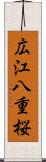 広江八重桜 Scroll