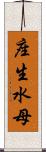 座生水母 Scroll