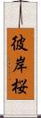 彼岸桜 Scroll