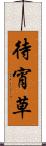 待宵草 Scroll