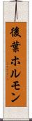 後葉ホルモン Scroll