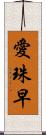 愛珠早 Scroll
