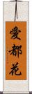 愛都花 Scroll