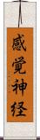 感覚神経 Scroll