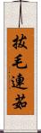 拔毛連茹 Scroll