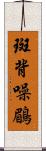 斑背噪鶥 Scroll