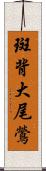 斑背大尾鶯 Scroll