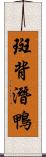 斑背潛鴨 Scroll