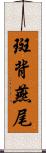 斑背燕尾 Scroll