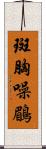 斑胸噪鶥 Scroll