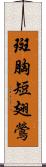 斑胸短翅鶯 Scroll