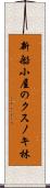 新船小屋のクスノキ林 Scroll