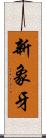 新象牙 Scroll