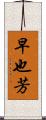 早也芳 Scroll